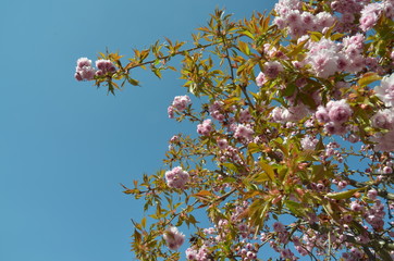 Kwitnąca wiśnia japońska na tle błękitnego nieba - obrazy, fototapety, plakaty