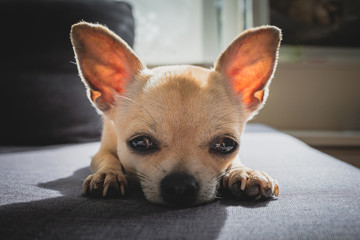 A small dog mini beige chihuahua looking at the camera