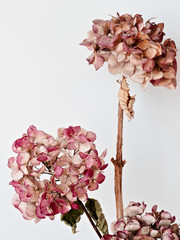 withered hydrangea flower on a white background. Still life.