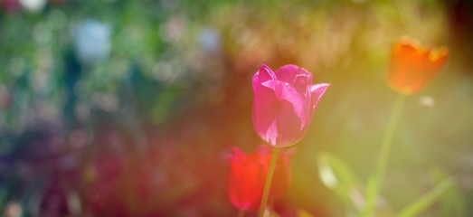 Obraz premium Panorama tulip field with various type and color on a green bokeh background. Tulips of all colors; focus in front. Colorful tulips, spring background. Panorama view.