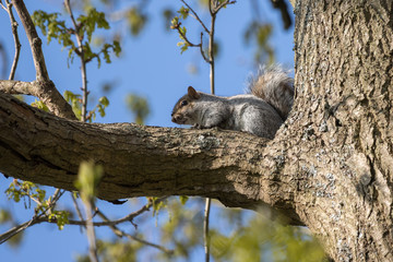 Grey Squirrel (Sciurus carolinensis) resting in a tree