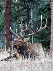 deer in the forest