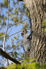 Grey Squirrel (Sciurus carolinensis) resting in a tree