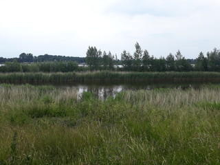 lake in the forest