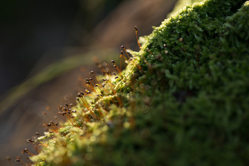 Blooming spring moss. Beautiful moss in April. Awakening of nature in the spring