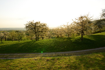 Obraz premium Streuobstwiese im Sonnenuntergang