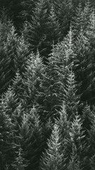 Forest phone background