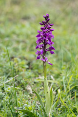 An Early Purple Orchid (Orchis mascula) flowering near East Grinstead