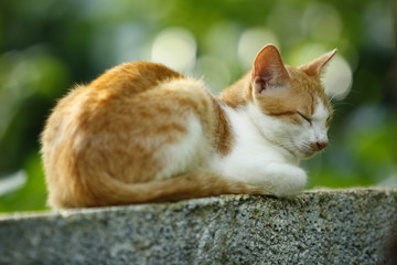 Cute cat isolated on a wall