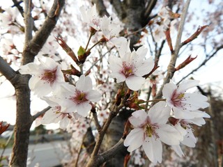 啓翁桜