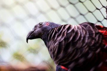 close up of a bird parrot