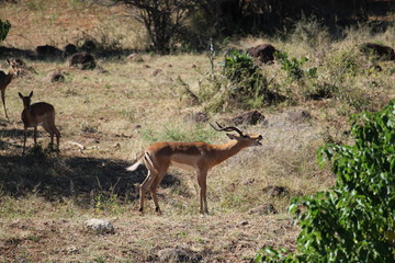impala in the wild