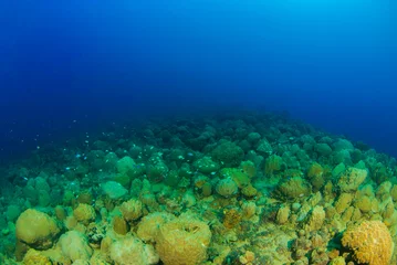 Foto op Aluminium A coral reef scene shot in Chuuk Lagoon in the Pacific. Interestingly this ecosystem has grown on top of the remains of the hull of a sunken Japanese warship © drew