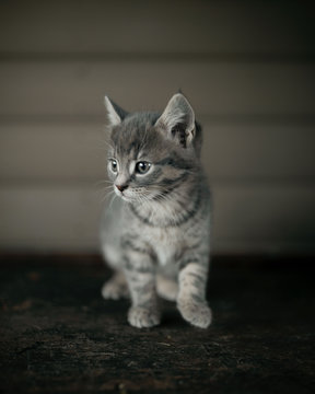 Kitten on a table