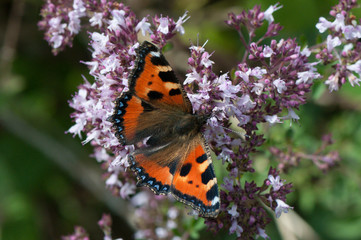 Kleiner Fuchs auf blühendem Dost