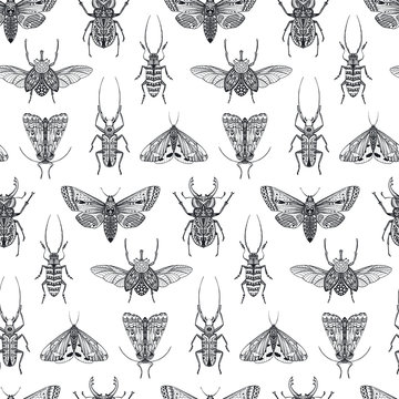 Vector seamless pattern with hand drawn insects. Entomological magical endless background.