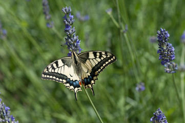 Schwalbenschwanz auf blühendem Lavendel