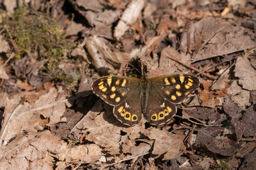 Waldbrettspiel an der Mosel
