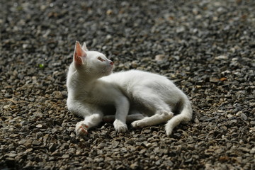 White cat looking something in the daylight