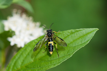 Wespe auf Blatt