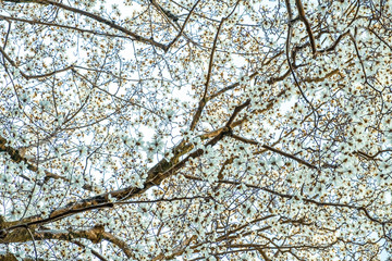 Abstract background of trees, branches, bark, leaves. Textural background from vegetation, fauna. Botanical Garden. Georgia.	