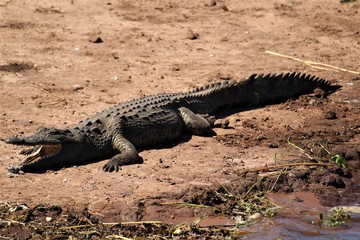 crocodile mouth open on the ground