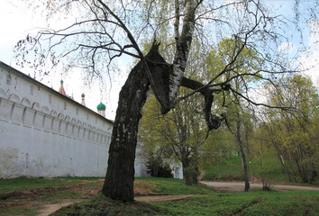 Snapshot with a view of a crooked tree next to the wall of the monastery. A broken, twisted Birch...