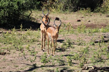 Three impalas in the wild