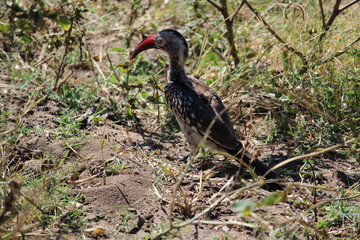 red beak black winged blackbird