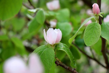 Pink blossoms on a quince tree in a garden. Selective focus.