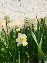 Beautiful bright outdoor closeup of a wild perennial narcissus spring garden field (daffodil, jonquil) blooming around Easter with colorful white & yellow petal trumpet flower heads