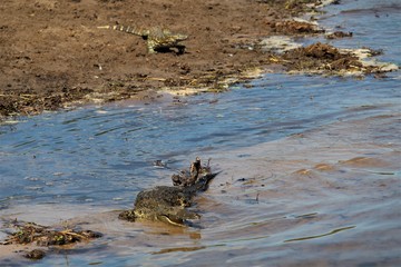 Monitor lizard and crocodile in the river
