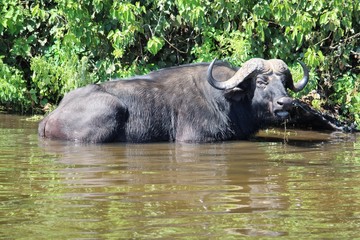 Obraz premium buffalo in water
