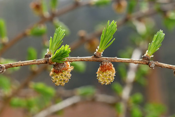 Young larch tree cones macro shot