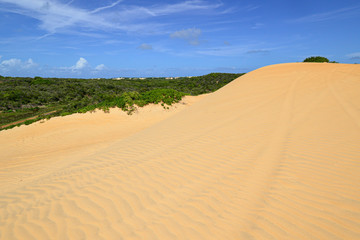 Pitangui dunes, Extremoz, near Natal, Rio Grande do Norte, Brazil on February 8, 2014. Cashew tree and fence of wood stand out in the landscape