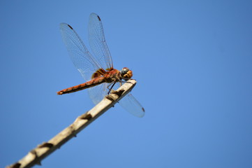 dragonfly on a twig