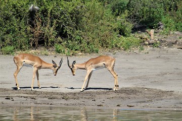 two impalas fighting in the wild