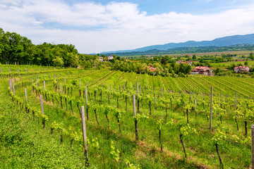 Fototapeta na wymiar Spring landscape with vineyard