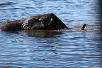 Fototapeta premium elephant in the river close-up