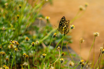 butterfly on a meadow