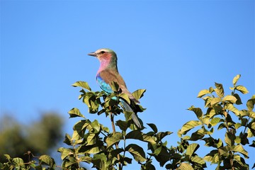 colorful small bird on the tree