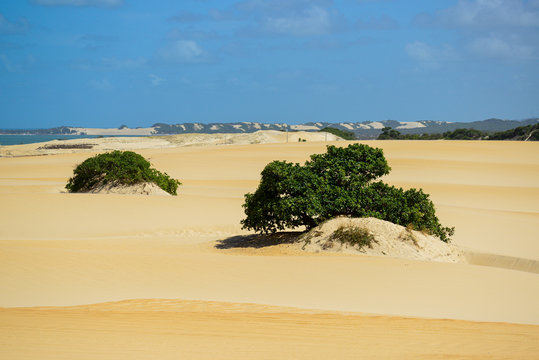 Pitangui dunes, Extremoz, near Natal, Rio Grande do Norte, Brazil on February 8, 2014. Two cashew trees in the foreground