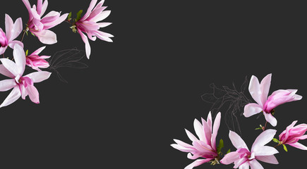 Floral banner, header with copy space. Pink magnolia isolated on dark grey background. Natural flowers wallpaper or greeting card.