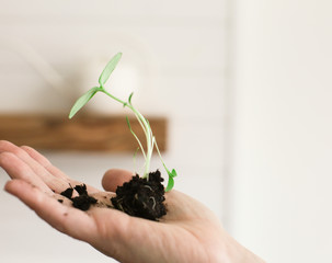 Growth of a seedling