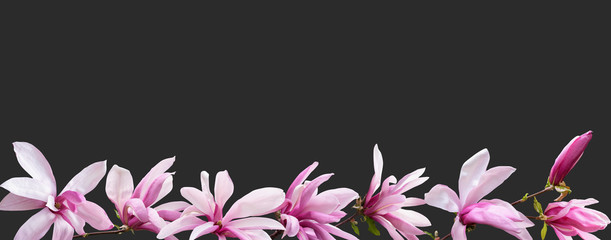 Floral banner, header with copy space. Pink magnolia isolated on dark grey background. Natural flowers wallpaper or greeting card. © RinaM
