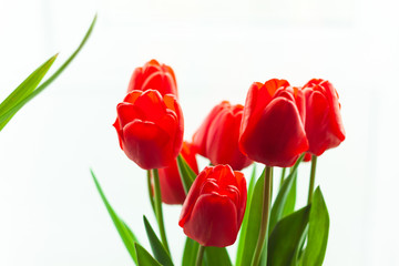 Close up of blooming bouquet of amazing red tulips in vase with natural sunlight on a window, selective focus.Bright high key flowers vertical banner,greeting card. Interior Design minimalism style.
