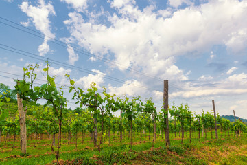 Fototapeta na wymiar Vineyard landscape in Slovenia