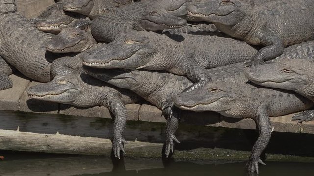 Group of young alligators on a dock at Gatorland park in Orlando Florida