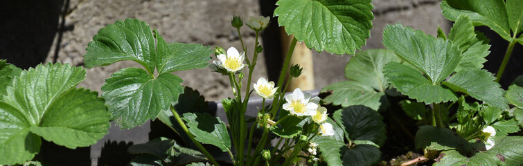 Strawberryes plants with flowers in the garden