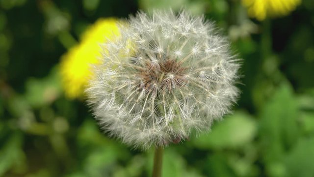 Puffy dandelion close up shaken by the wind